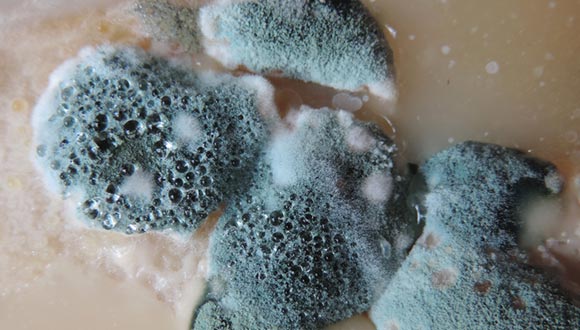 Mold inspection services from Cleveland Integrity Housing and Rental Inspectors