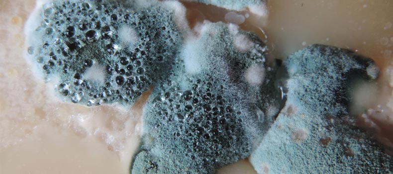 Get a mold inspection from Cleveland Integrity Housing and Rental Inspectors